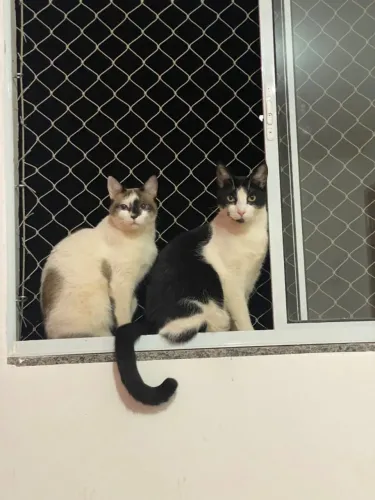 Dois Gatinhos para Adoção Responsável - Castrados, Dóceis e Apegados (Adoção Conjunta) ?