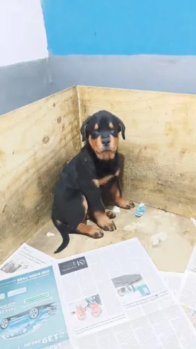 Filhote de Rottweiler Cabeça de Touro - Macho.