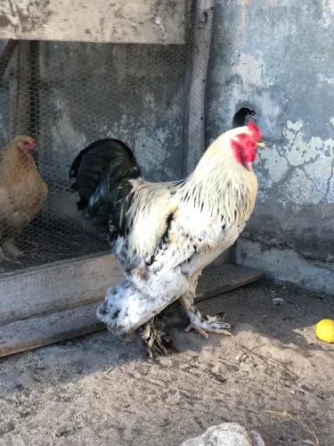 Galo Brahma Light 1 ano. Puro