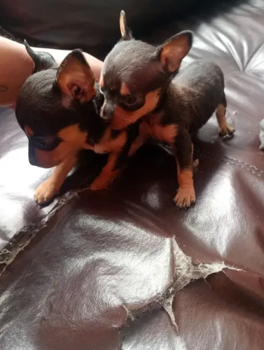 Filhote de pinscher 0 macho