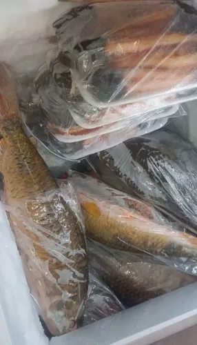 Vendo peixes da água rio doce,  melhores preços da cidade R$ 24,99...