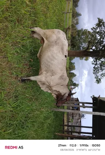 Boi Gir e vaca leiteira 