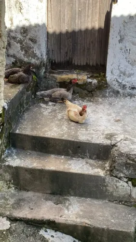GALINHA DE RAÇA