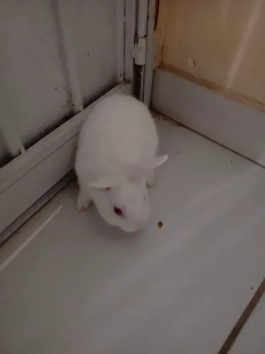 VENDEM-SE MINI COELHOS!