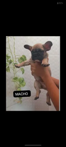 FILHOTE DE BULL DOG FRANCÊS MACHO.