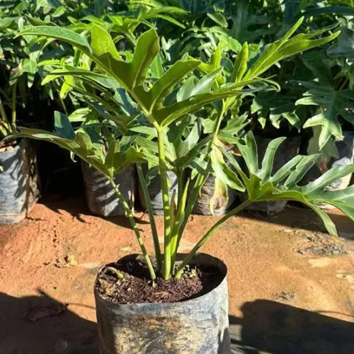 Guaimbê