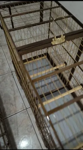 Vendo essa párea de voador novo,,,0,,,