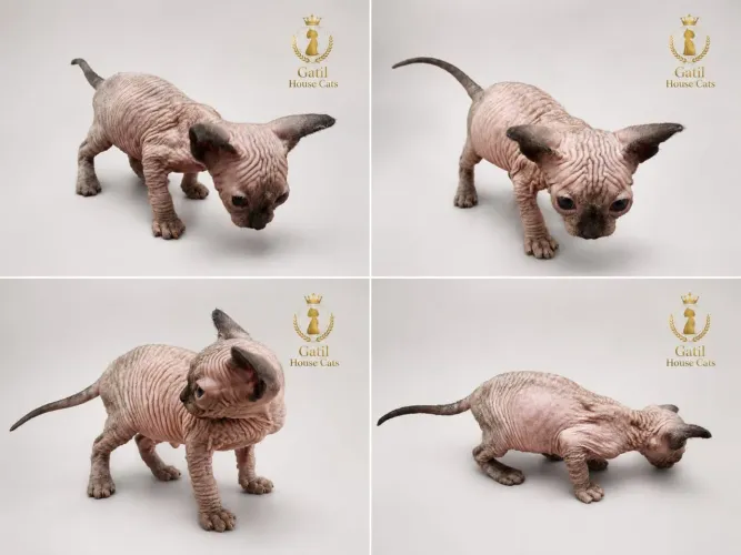 Sphynx macho seal point