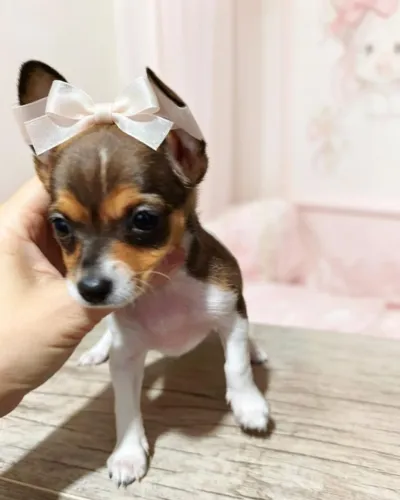 Mini Pinscher Linda e Companheira