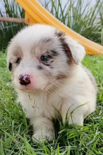 Border collie 