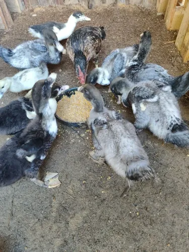 Patos
