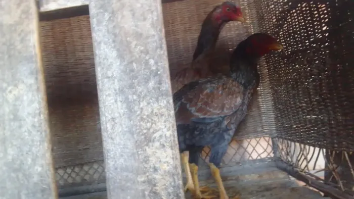 Galinha india oportunidade últimas 2