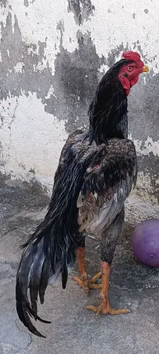Frango índio top
