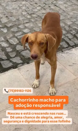 Filhote macho para adoção!