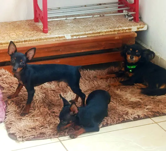 Pinscher macho ( miniatura 0 )