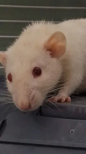 FANCY RAT