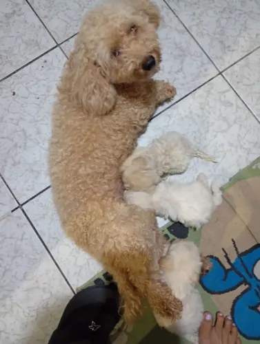 Filhote de poodle