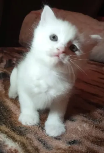 GATOS FILHOTES DA RAÇA ANGORÁ TURCO PARA VENDA