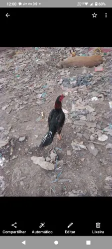 Dois galo muito lindos cinza e preto de raça a raça é índio ou bode 