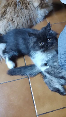 GATO PERSA MACHO