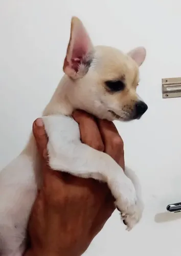Chihuahua macho 
