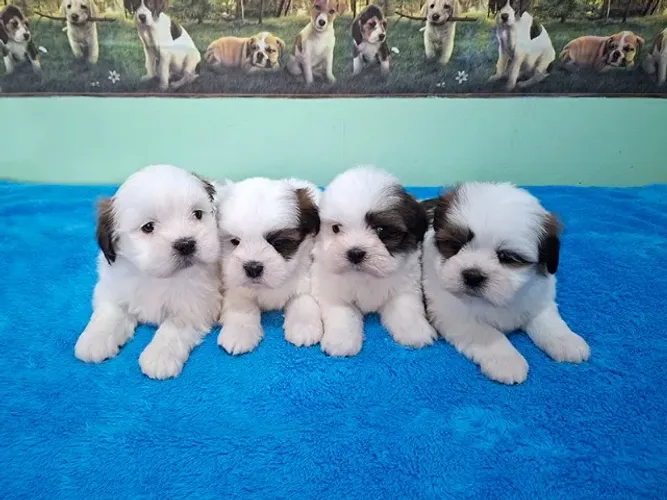 Lhasa Apso - Machinhos Disponíveis!