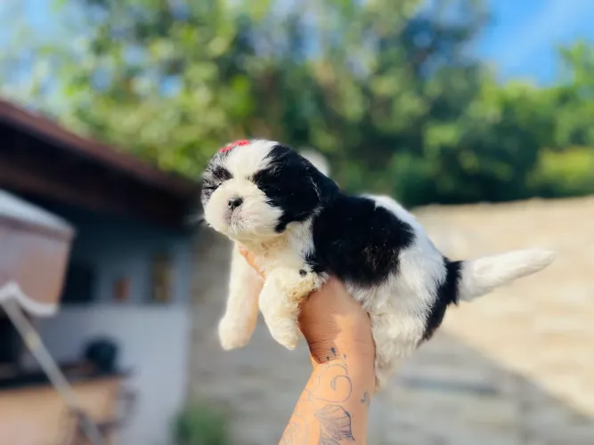 Shih tzu mini machinho com pedigree 
