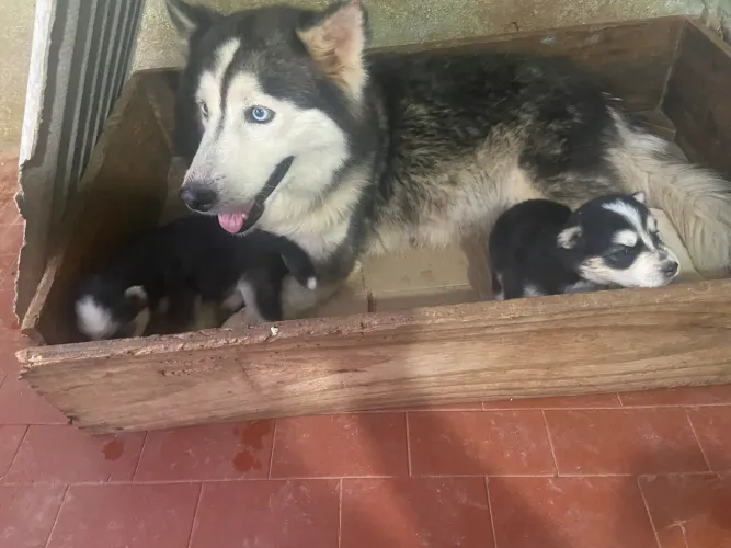 Husky siberiano machos