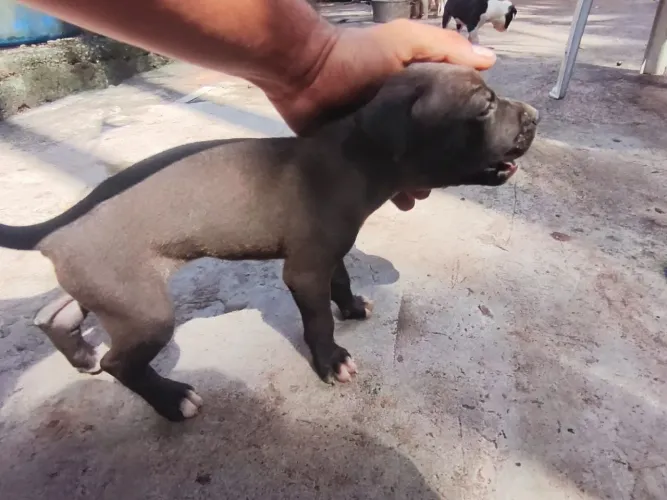 Filhotes de Pit Bull disponível 