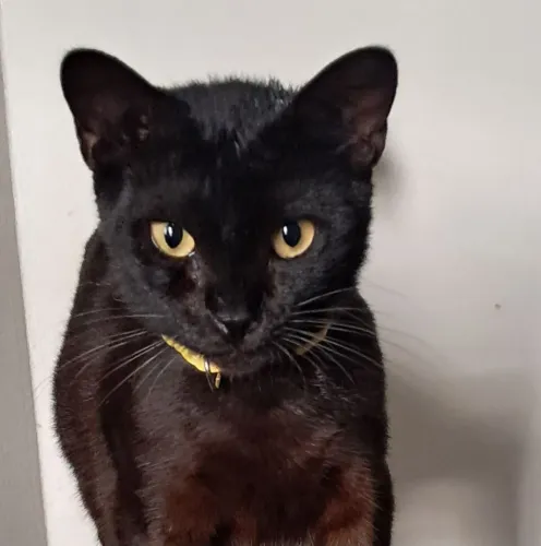 Adoção de gatinha