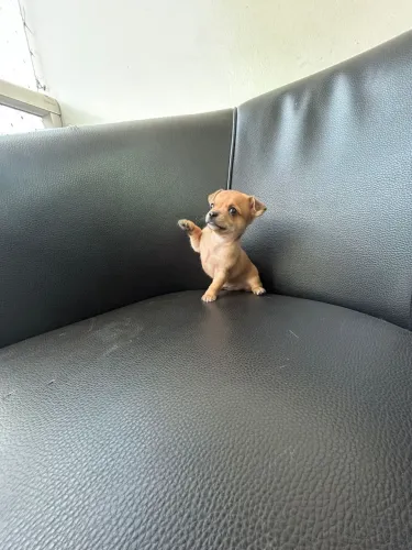 Pinscher zero