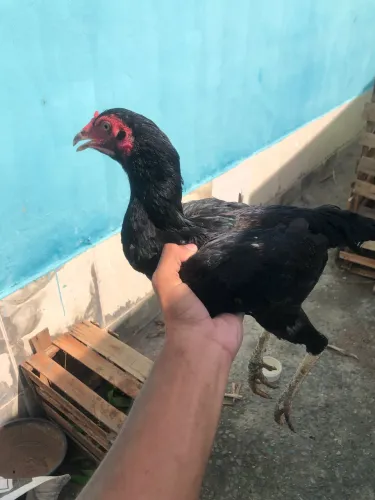 Vendo galinhas caipiras