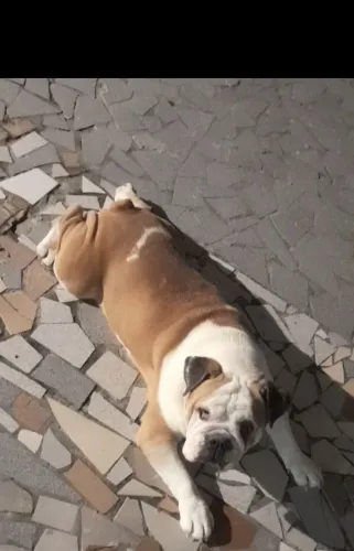 Bulldog inglês