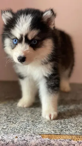 Husky Siberiano amoroso e afetuoso
