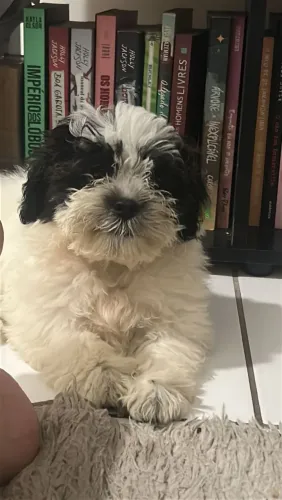 Cachorro Shih Tzu
