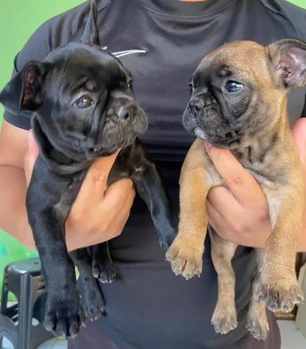 Filhotes de Bulldog francês disponível
