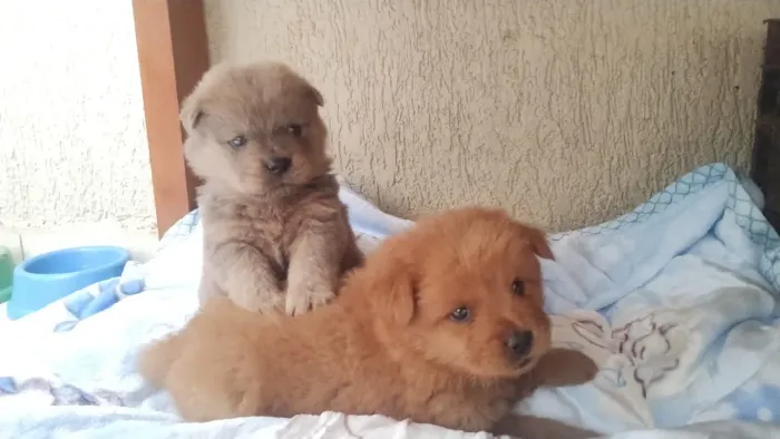 Chow Chow filhote, adoção