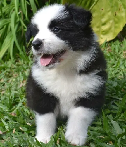 Garanta já o seu! Filhote de Border collie macho