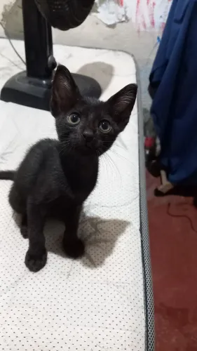 Gato filhote para doação