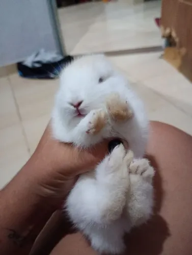 Filhotes de coelhos