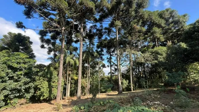 Chácara com 6 dormitórios à venda, 5033 m² por R$ 1.900.000,00 - São Miguel - Curitiba/PR