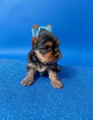 Filhote de Yorkshire Terrier lindo