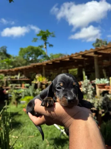 Dachshund macho 