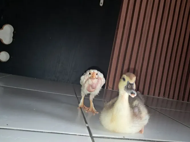 Pato e pintinho