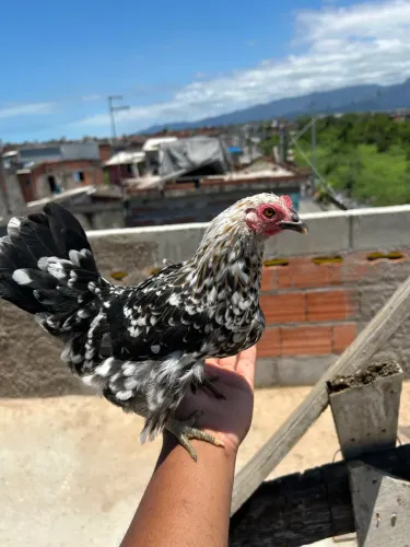 Galinha Garnizé CASAL 