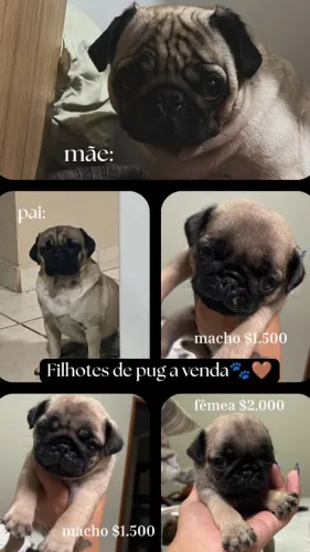Cachorro pug macho e fêmea