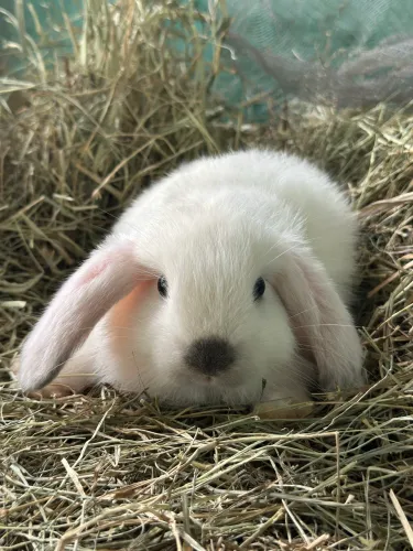 Coelho Mini Lop e Netherland 