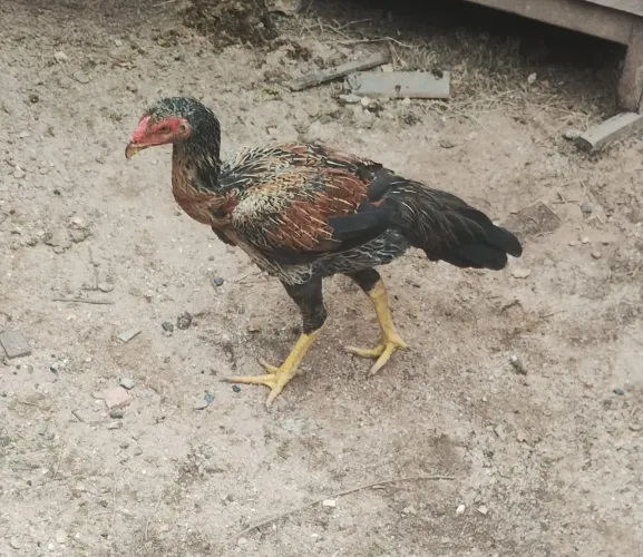 Franga Moura pura 