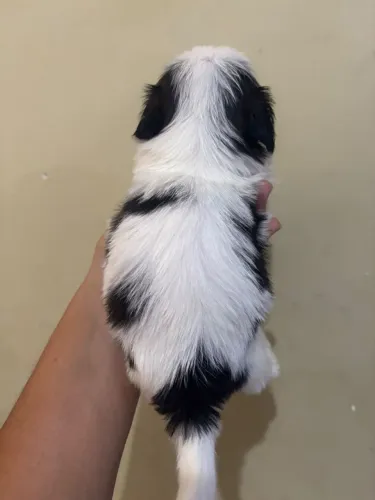 Shitzu