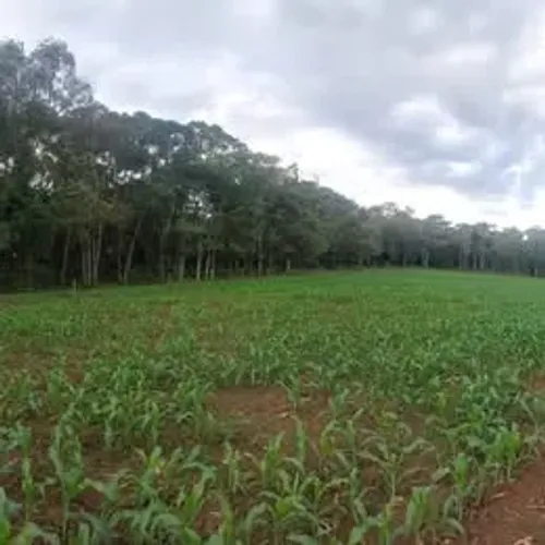 Sítio de 15.000 m² em Três Barras (Km 6) - Terra Fértil, Escriturado